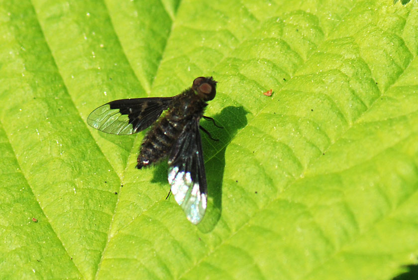 Hemipenthes morio M (Bombyliidae).